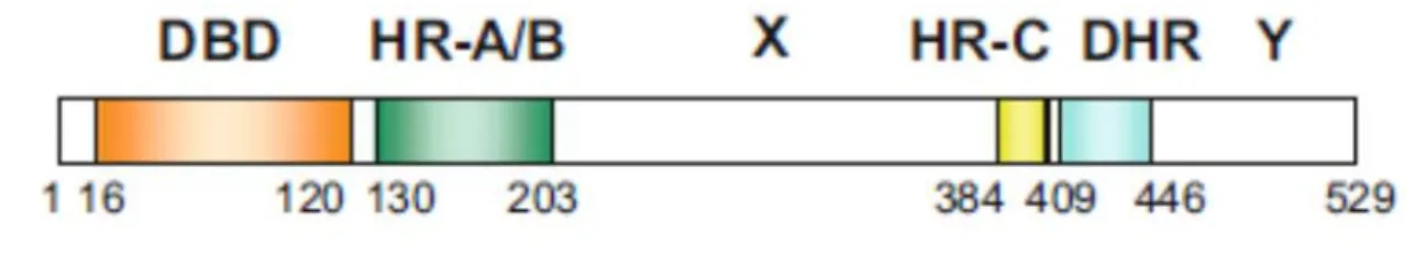 Figure 5 Diagrammatic representation of the structures of human HSF1. The values below show  the number of amino acids