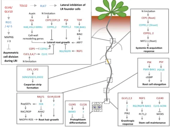 Figure 3: The role of peptide signalling in root development. The RGF/GLV/CLEL peptides are involved in diverse  processes  such  as  root  apical  meristem  maintenance,  gravitropic  response,  and  LR  initiation  and  LRP  development (Fernandez et al.