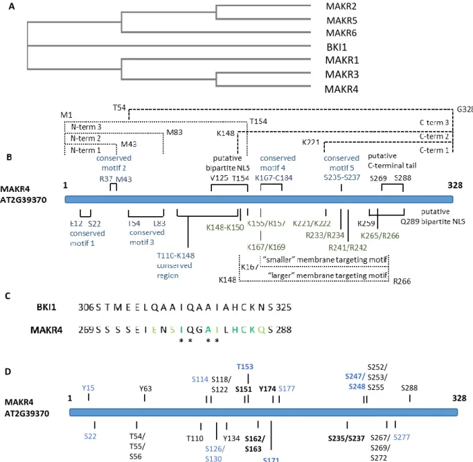 Figure 4: The MAKR family and a detailed overview of the MAKR4 protein. A: phylogenetic tree of the MAKR  family