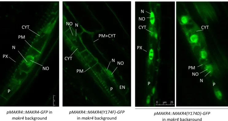 Figure  5:  The  subcellular  localisation  pattern  of  MAKR4-GFP  and  MAKR4(Y174)-GFP  phosphomutants  expressed in the makr4 mutant