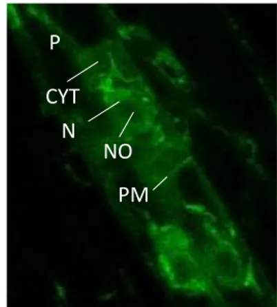 Figure 7: The subcellular localisation pattern of  MAKR4(S235/S237)-GFP phosphomutants expressed in the  makr4 mutant