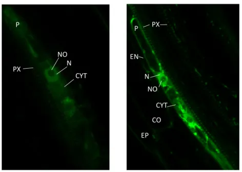Figure  8:  The  subcellular  localisation  of  MAKR4-GFP  with  a  loss-of-function  mutation  in  one  of  the  two  putative  bipartite  nuclear  localisation  signals  (NLS)