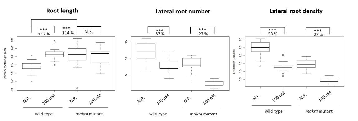 Figure 10: Effect of synthetic GLV10p peptide treatment on primary root length, LR number and LR density of wild-type Col-0 and makr4 mutant seedlings