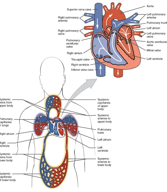 Figure 2.1: An anatomical overview of the heart [8].