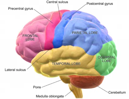 Figure 2.2: A lateral view of the cerebral cortex with the division of the four lobes [2]