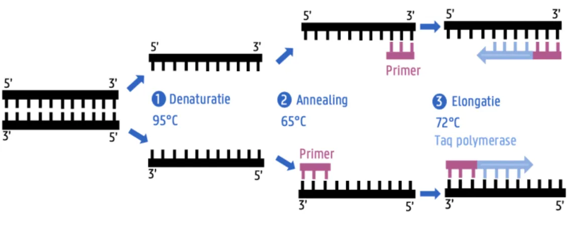 Figuur 1.8: Één PCR cyclus (eigen illustratie). 