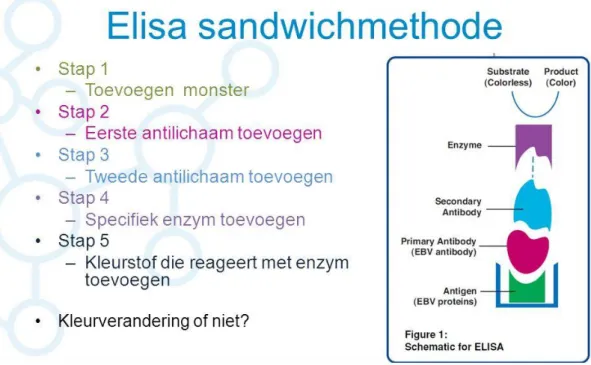 Figuur 12. Methode sandwich ELISA-techniek  