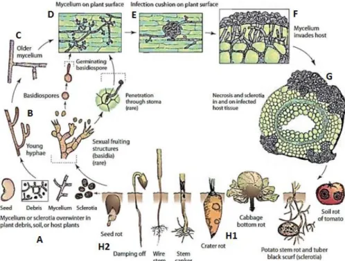 Figuur  3  -  Levenscyclus  van  Rhizoctonia  solani.  (A)  Het  overleven  op  plantenmateriaal  en  in  de  bodem  als  mycelium en scleroten, (B) vorming van jonge hyfen, (C) vorming van oudere hyfen (90 graden), (D) koloniseren  van  het  plantenopperv