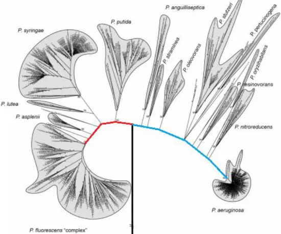 Figuur 7 – Overzicht van fluorescente Pseudomonas soorten met de twee hoofdlijnen: P. fluorescens “complex” 