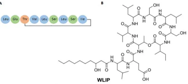 Figuur  9 -  Structuur van  het  CLP  WLIP  geproduceerd  door onder  andere  Pseudomonas putida RW10S2