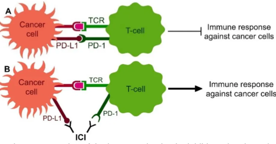Figure 1 | Schematic representation of the immune checkpoint inhibitors (ICIs) mechanism of action