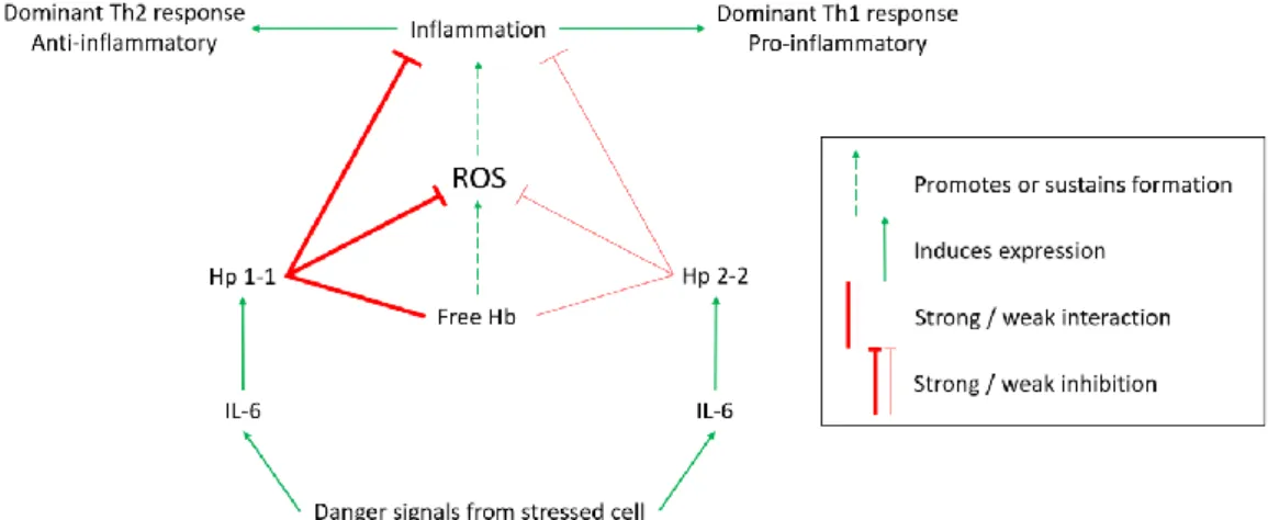 Figure 2 | Schematic representation of the immunomodulatory role of haptoglobin (Hp). Adapted from 