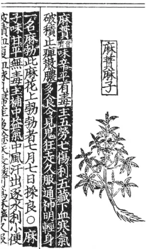 Figure 1: A page from a 1234 AD edition  of the Pen-ts’ao with an illustration and  medical description of the Cannabis plant 