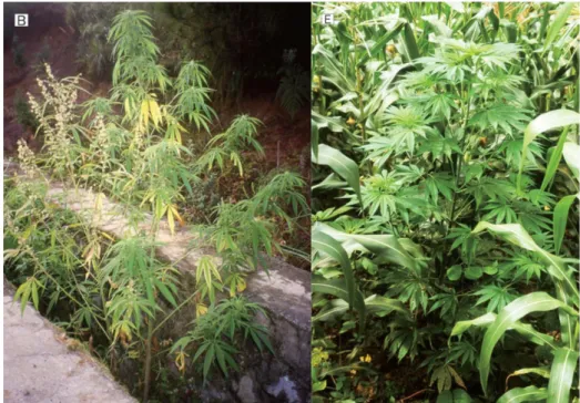 Figure 2: Feral Cannabis plants growing in a concrete culvert (left) and  as weed in a corn (Zea mays subsp