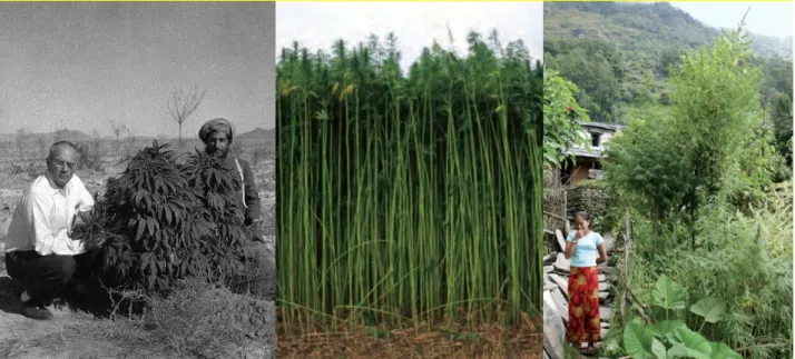 Figure  4:  On  the  left;  Harvard  professor  Dr.  Richard  Evans  Schultes  with  Afghani  BLD  Cannabis plants, he identified as Cannabis indica, in harvested field in Kandahar, Afghanistan,  in December 1971