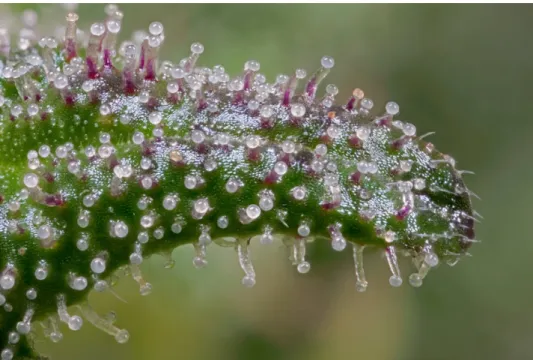 Figure 10: Three types of Cannabis trichomes are visible; capitate-stalked trichomes,  capitate sessile trichomes and cystolitic trichomes (on the tip) (picture by Kenneth Kearney) 