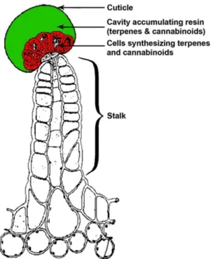 Figure 11: excerpt from Small &amp; Naraine, 2016b paper “Size matters: evolution of  large drug-secreting resin glands in elite pharmaceutical strains of Cannabis sativa” 