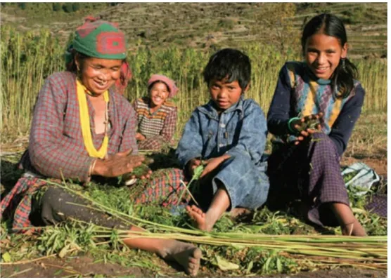 Figure 12: Multipurpose Cannabis crops throughout the Himalayan foothills of western Nepal