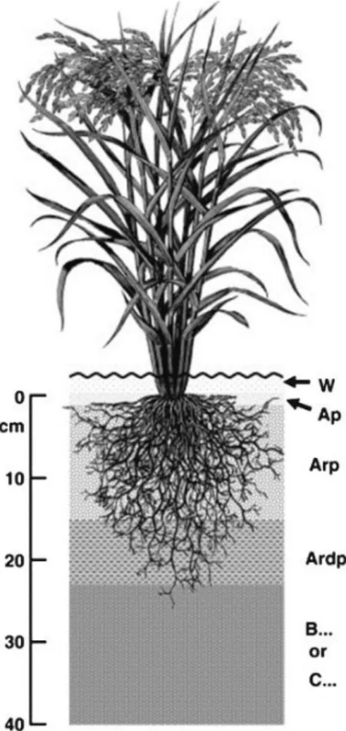 Fig 1. Horizons in paddy soils (source: Kögel-Knabner et al., 2010).  