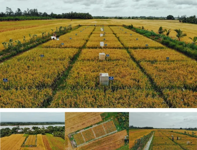 Fig. 6 Photos of the field experiment during Summer-Autumn season in Vinh Long province in the Vietnamese  Mekong Delta (2019)