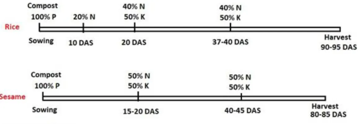 Table 3 Fertilizer doses for rice and sesame. 