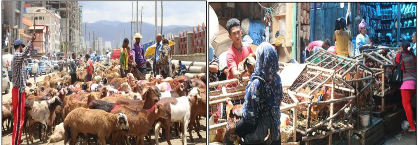 Figure 4.5: Trading living animals in an open market for meat in Addis Ababa (Ayele, 2010)  Studies  on  the  impacts  of  Ethiopian  food  norms  on  the  expansion  of  supermarkets  and  groceries are insufficient