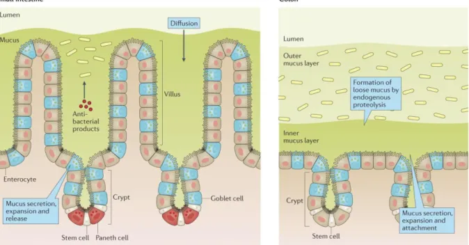 FIGURE 2 | The intestinal epithelial barrier and the production of mucus in the small intestine compared to the colon
