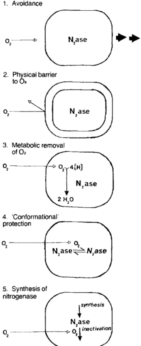 Figure 1.6 Different mechanisms used by N 2 -fixing organisms to protect their nitrogenase enzyme from inac- inac-tivation by oxygen (Gallon, 1981).