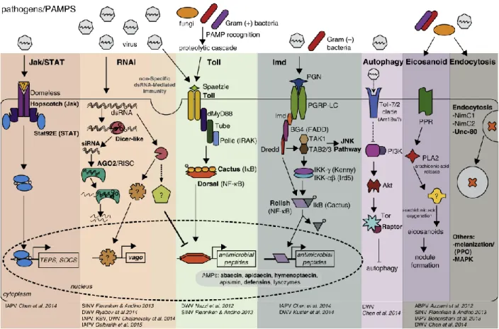 Figure  1.5:  Examples  of  honey  bee  immune  pathways,  including  key  genes  that  are  involved  in  antiviral  immune  responses