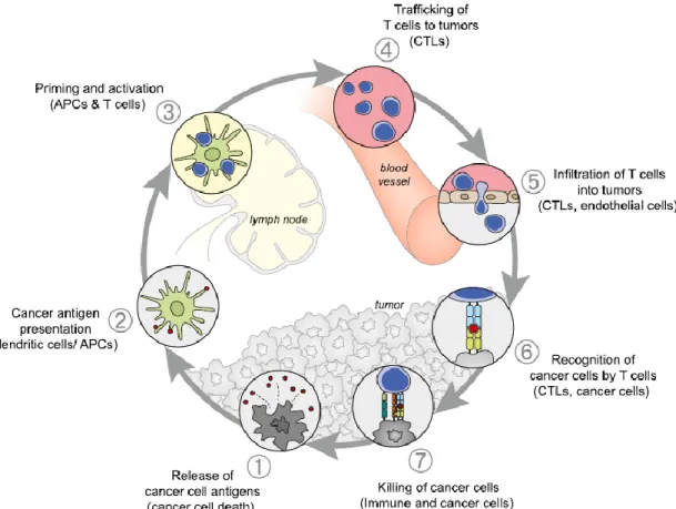 Figuur 5: T-cel kanker immuunrespons voorgesteld als cyclus 