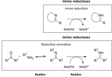 Figure 2. Imine reductase-catalyzed reactions. 