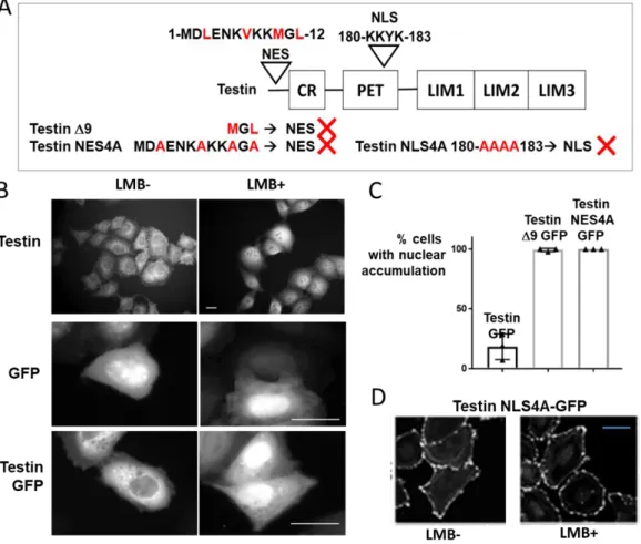 Figure  7  Regulation  of  the  nuclear-cytoplasmic  transport  of  testin  by  NES  and  NLS  sites