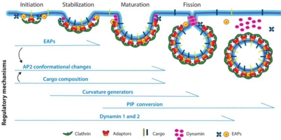 Figure  9  The  four  stages  of   clathrin-mediated endocytosis  (CME)  and  the  regulation  by  multiple  factors at each stage