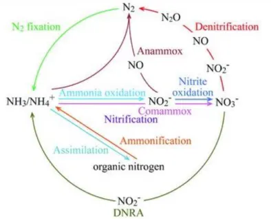 Figure 1.2. Classic biogeochemical nitrogen cycle updated with the recently discovered comammox  process (Dang &amp; Chen, 2017) 