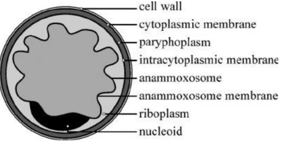 Figure 1.3. Cell anatomy of anammox bacterium showing different components (van Teeseling et al.,  2014) 