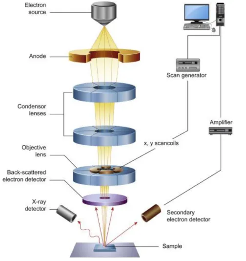 Figure 2-6. Schematic representation of a scanning electron microscope. Adopted from Inkson 119 