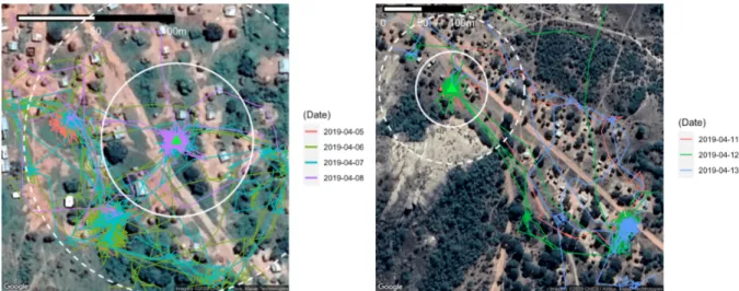 Figure 10. Roaming ranges including 50 (white circle) and 100-meter radius (white dashed circle)  rings around pigs home coordinates for the pig located in Nyembe (NYE7) that spent only 18.2% of its  time inside its 50-meter radius (left) and the pig locat