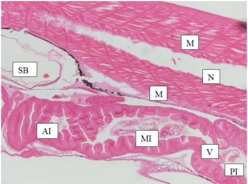 Figure 2.8 Sagittal section of (SB) swim bladder, (M) muscles, (N) notochord, (AI) anterior intestine,  (MI) mid intestine, (V) valve and (PI) posterior intestine of a 15 dph pike perch larva obtained from the  present study