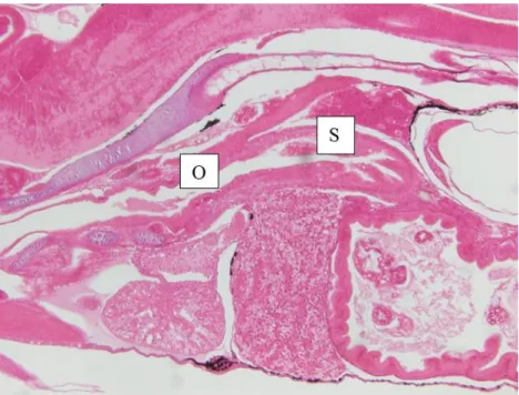 Figure 2.9 Sagittal section of the primary stomach (S), developed from oesophagus extension (O) of a  15 dph pike perch larvae obtained from the present trial