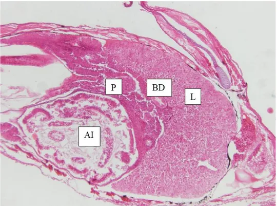 Figure 2.10 Coronal section showing the U-shaped liver (L), pancreas (P), anterior intestine (AI) and  bile duct (BD) of a 15 dph pike perch larvae obtained from the present trial