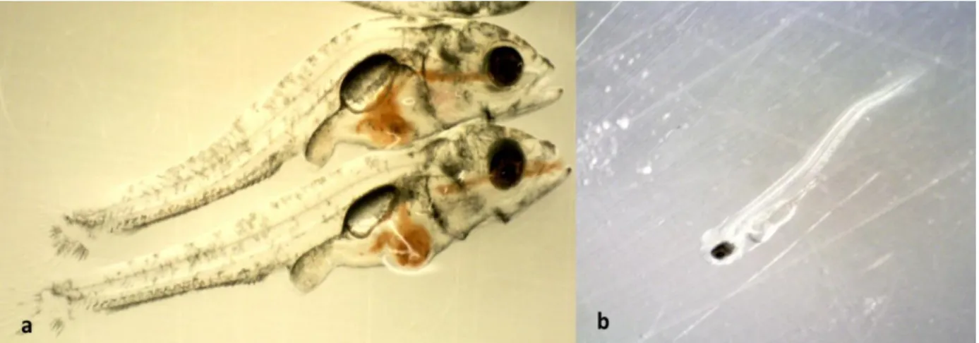 Figure 2.14 Pike perch larvae of 20 dph with lordosis (upper), with a normal body morphology (lower)  (a) and 4 dph pike perch with scoliosis (b) all obtained from the present study