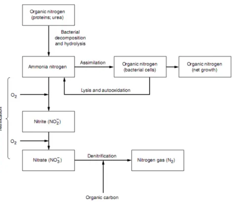 Figure 1.3 shows that biological removal of nitrogen is possible through conversion to N 2 or through assimilation of nitrogen in the sludge biomass (Sedlak, 2018)