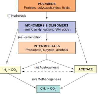 Figure 1.6: Representation of the four stages in the anaerobic digestion process, adapted from Angenent et al