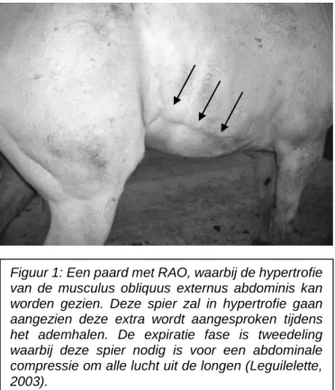 Figuur 1: Een paard met RAO, waarbij de hypertrofie  van  de  musculus  obliquus  externus  abdominis  kan  worden  gezien
