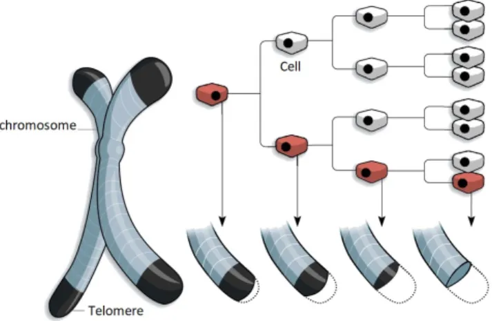 Figure 2-8: Degradation of telomeres with cell divisions, credits: WSJ research