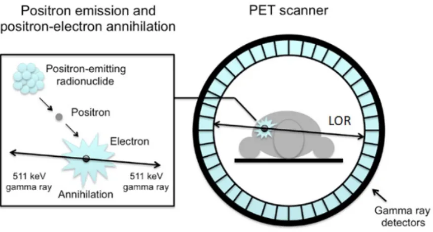 Figure 3.2: Schematic representation of positron emission and positron-electron annihilation (left), and PET-scan setup (right)