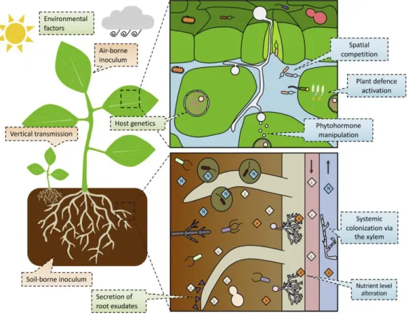Figure 3: Schematic close up of the root interface interactions. The host-microorganisms interactions  and  colonization  patterns,  microorganisms  colonizing  the  rhizosphere  (immediately  surrounding  the  root) and phyllosphere (Kroll et al., 2017 )