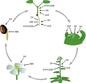 Figure 7: Il lustration of the different phytohormones involved throughout the plant’s life cycle (Weiss et al.,  2007)