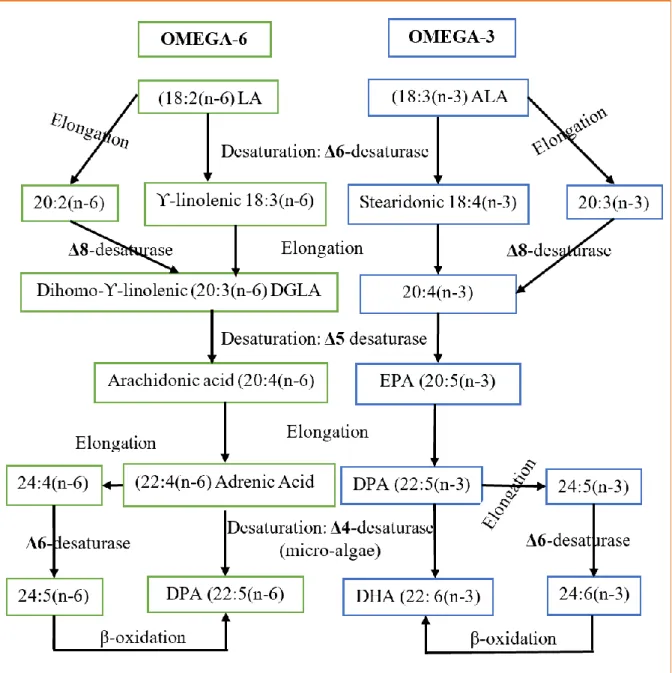 Figure 11 - Biosynthetic pathways showing elongation and desaturationconversions  where both omega-6 and omega-3 PUFA form their equivalent HUFA (Garrido et al.,  2019)      