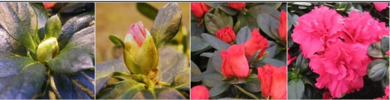 Figuur 5 Fasen van bloemontluiking: Van links naar rechts: groene, kleurtonende bloemknop, kaarsvlam en open  bloem (Christiaens, 2014) 